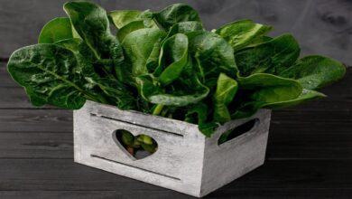 clean food concept leaves fresh organic spinach greens wooden box black background healthy detox spring summer diet vegan raw food