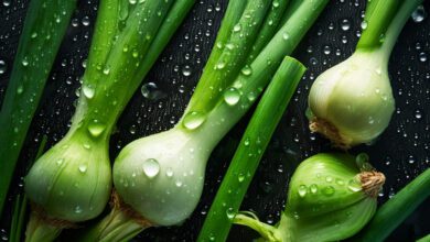 Fresh sprouts of green onion, head of garlic covered with water droplets. Dark background. Generative AI