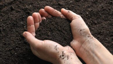 woman holding black soil ground