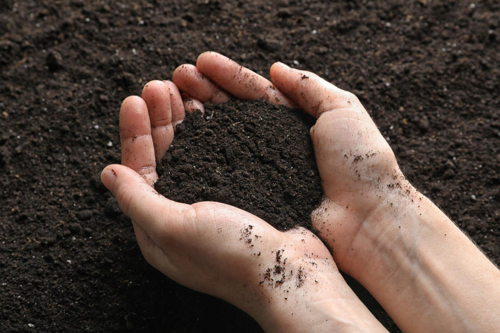 woman holding black soil ground